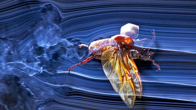 SuperNature - Wild Flyers