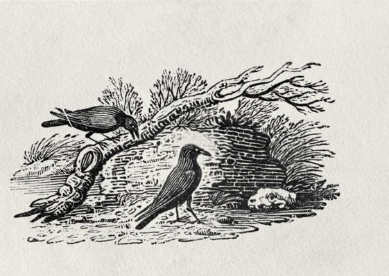 Crows