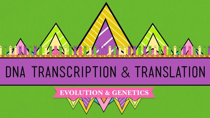 DNA Transcription And Translation Crash Course Biology 11 Science 