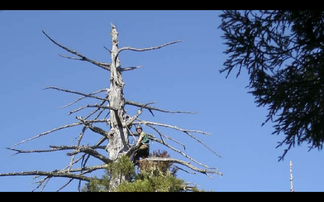 Redwoods and Climate Change