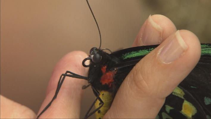 Butterfly World Field Trip
