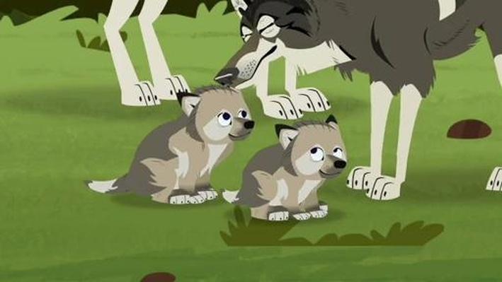 Wolf Pack in the Woods | Wild Kratts