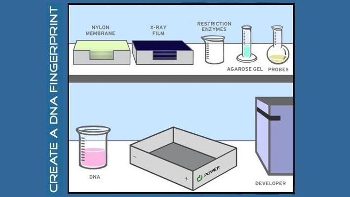 Create a DNA Fingerprint | Science | Classroom Resources | PBS