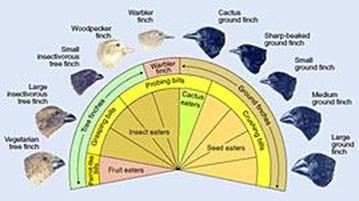 Adaptive Radiation: Darwin's Finches | Science | Image | PBS LearningMedia