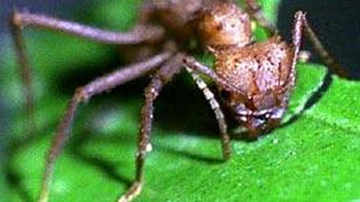 Poop-Eating Sloth Moths | Science | Classroom Resources | PBS LearningMedia