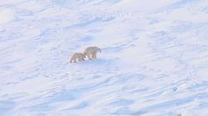 expository essay on polar bears expository essay on polar bears