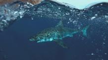 Video thumbnail: Big Pacific Episode 4 | Official Extended Trailer