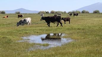Should plant-based meat replace beef completely?