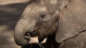 S36 Ep1: Naledi: One Little Elephant