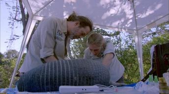 S35 Ep14: Vets Examine Giant Armadillo