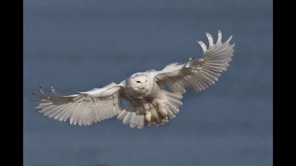 Photographer Captures Snowy Owl Along Lake Michigan image