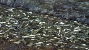 Grunions