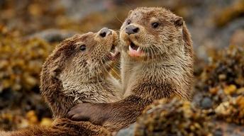 S36 Ep3: Charlie and the Curious Otters