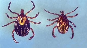 Could genetically engineered mice reduce Lyme disease?
