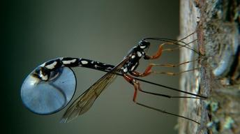 S35 Ep15: Wasp Deposits Parasitic Larvae Deep Inside Tree Tr