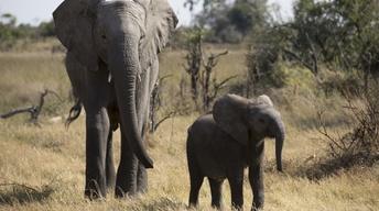 S36 Ep1: Naledi: One Little Elephant