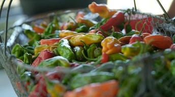 S5 Ep3: Picking Peppers
