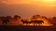 Video thumbnail: Nature's Great Race Next on Episode 3 | Zebra
