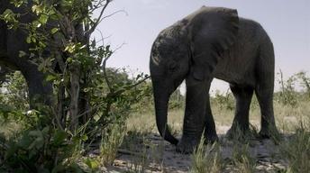 S36 Ep1: Orphaned Baby Elephant Struggles to Survive