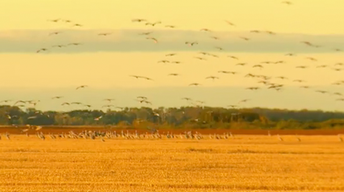 The Ancient Sandhill