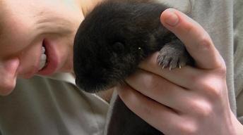 S36 Ep4: Adorable Otter Orphans Learn to Swim