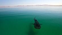 Video thumbnail: Big Pacific Voracious
