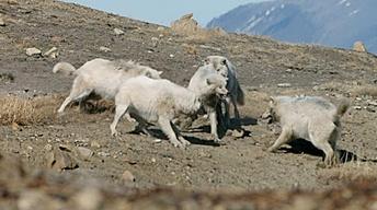 S36 Ep7: Wolf Pack Teams Up to Fight Off Intruder