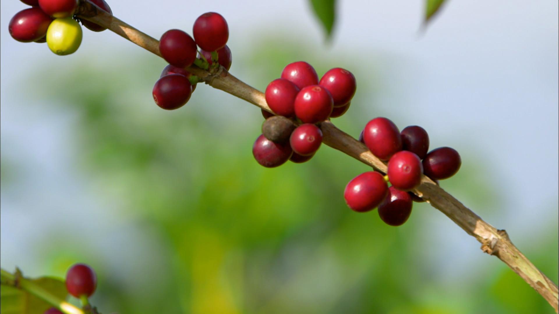 Coffee The Drink That Changed America