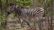 Video thumbnail: Nature's Great Race Meeting Winnie the Zebra
