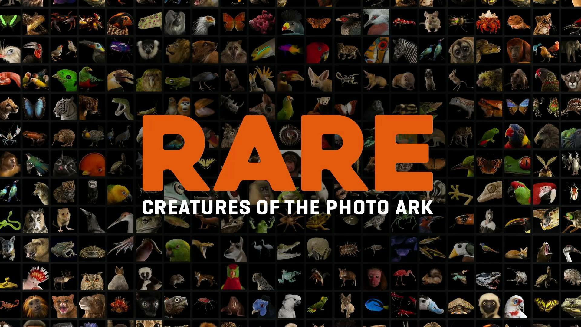 Rare: Creatures of the Proto Ark | Preview