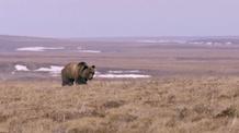 Video thumbnail: Nature's Great Race Bear Gets Too Close for Comfort