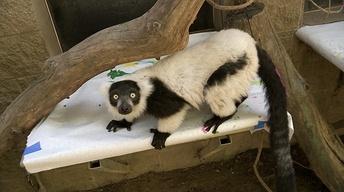 Sacramento Zoo Painting