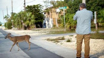 Creature Clip: Key Deer
