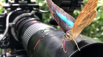 S36 Ep12: Filming Beautiful Butterfly Footage