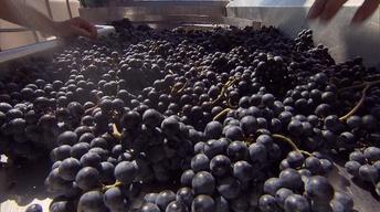 Winery Visit, Primate Rescue, Pianist Kory Caudill
