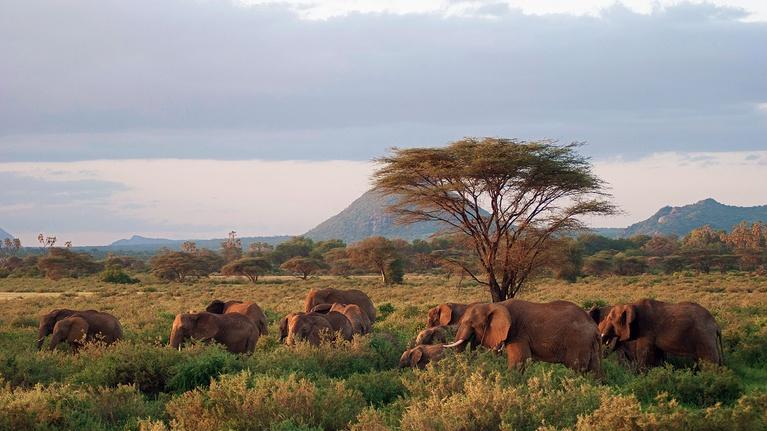 Next on Episode 1 | Elephants
