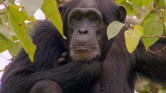 S45 Ep101: What are Chimps Saying?