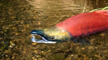 Salmon Recovery 2011 image