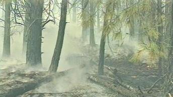 The Health of Our Forest