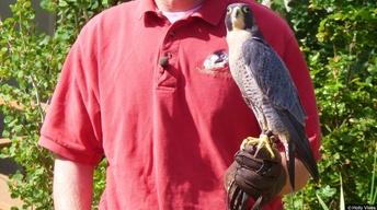 Working for Wildlife image