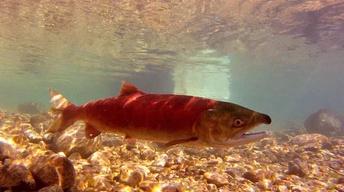 Salmon (2013) image