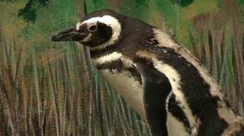 The Web Show: Zoology