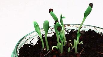 Seeds of Death: Unveiling the Lies of GMOs image