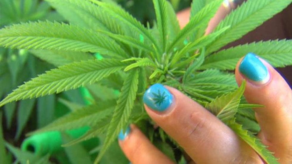 Legalized Marijuana image