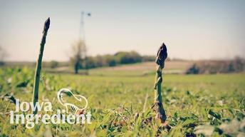 Iowa Ingredient | Asparagus