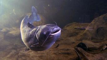 Iowa Outdoors | Mississippi River Museum and Aquarium (#202)
