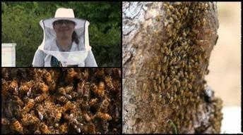 Oklahoma Road Trip: Bees and Honey