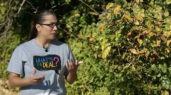 Oklahoma Road Trip: Talimena