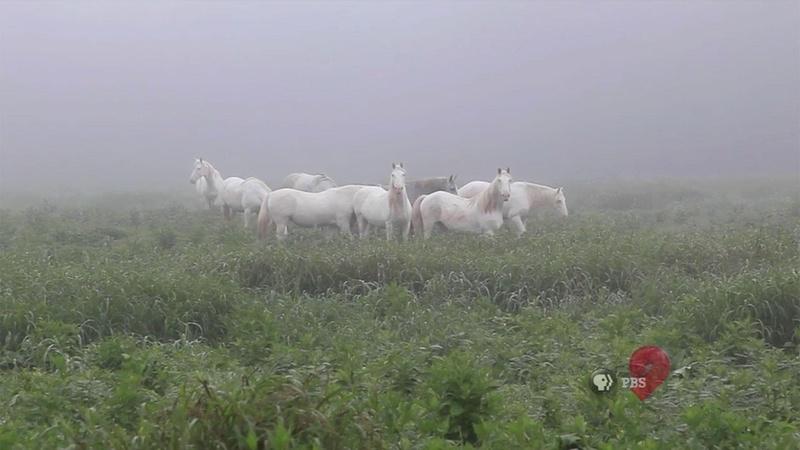 Wild Horses of Shannon County