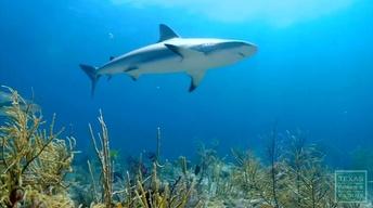 Texas Tribune Roundup: House Dives into Shark Fin Debate